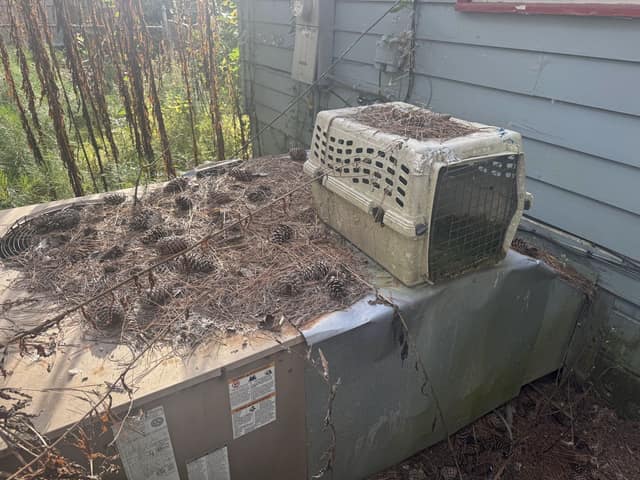 208 Carol Drive photo 8